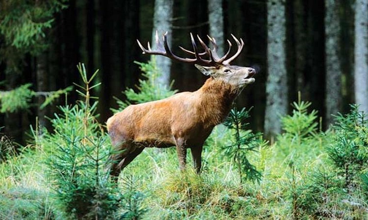 Dachigam National Park