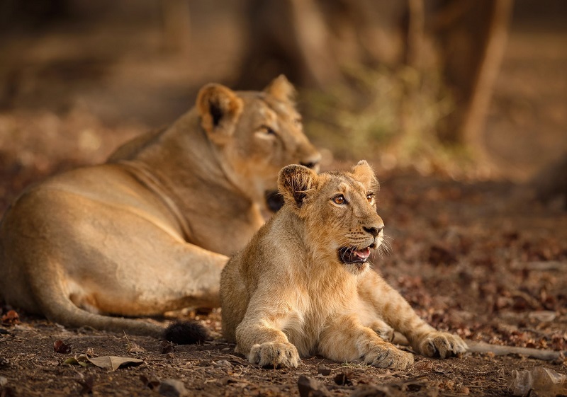 Gir National Park